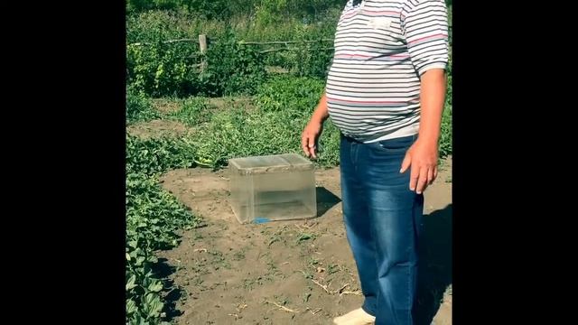 Возделывание арбузов по ТГВ.