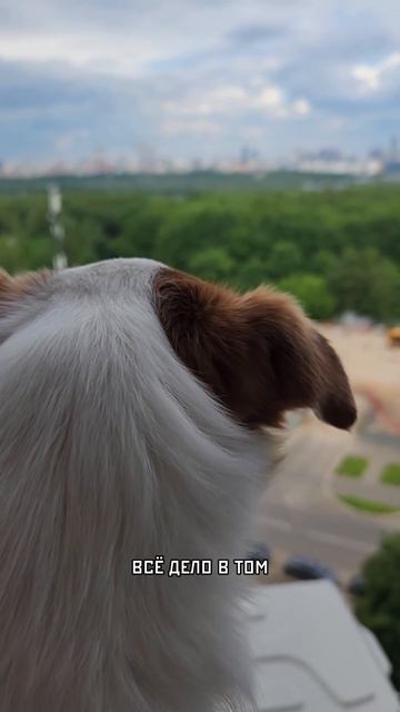 Песель Йода говорит!