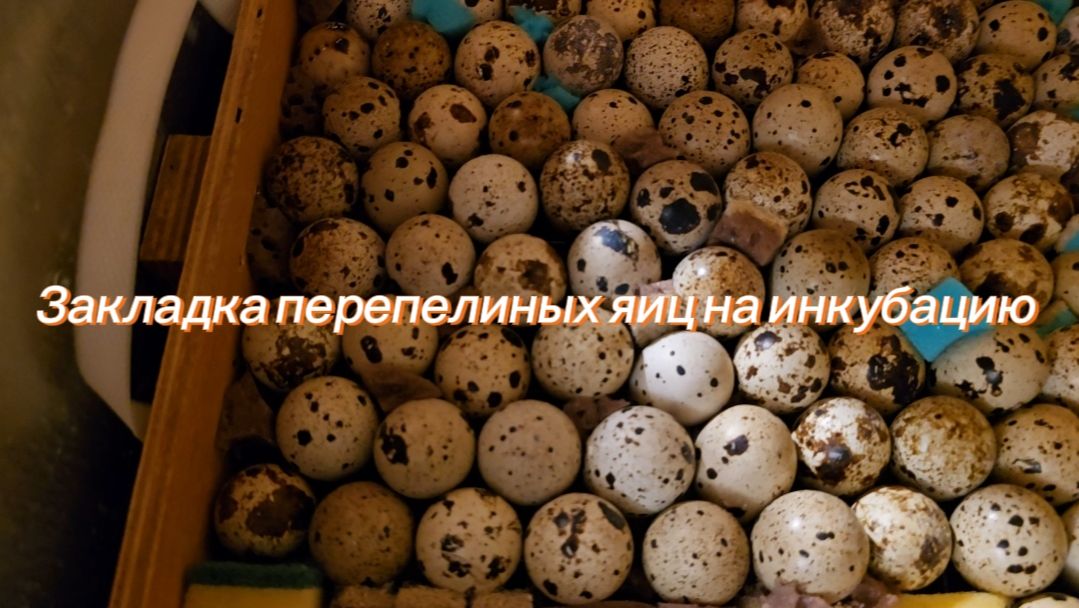 1000030890.mp4