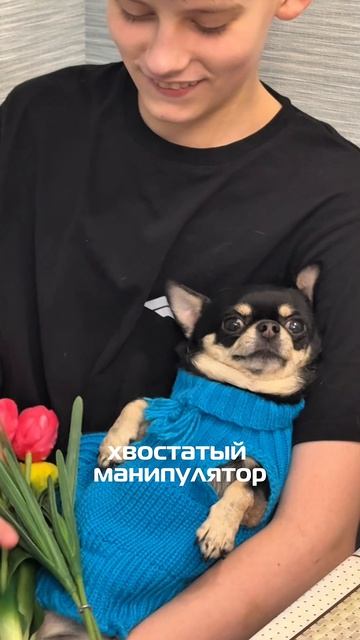 Юмор с моей чихахуа Мией 🐕🫶 #мойпитомец #чихуа #юмор #смешныевидео #собака