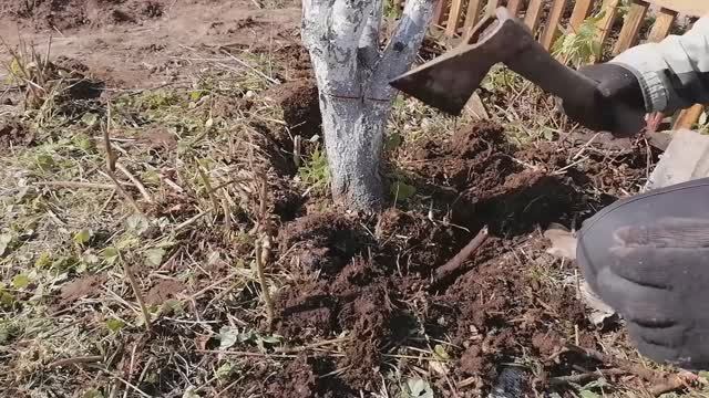 Выкорчёвывание сливы