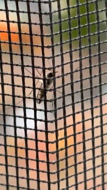 Ты даже не знаешь, кто был у твоего окна прошлой ночью 👀