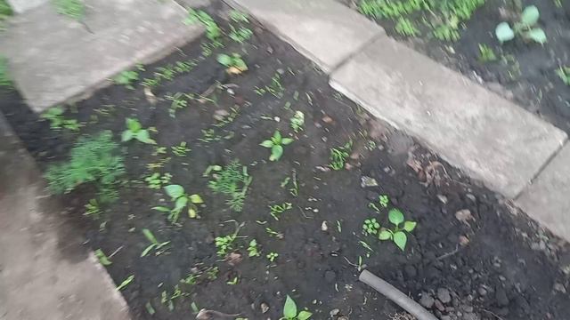 Быть грозе! А меня  работа ждёт!