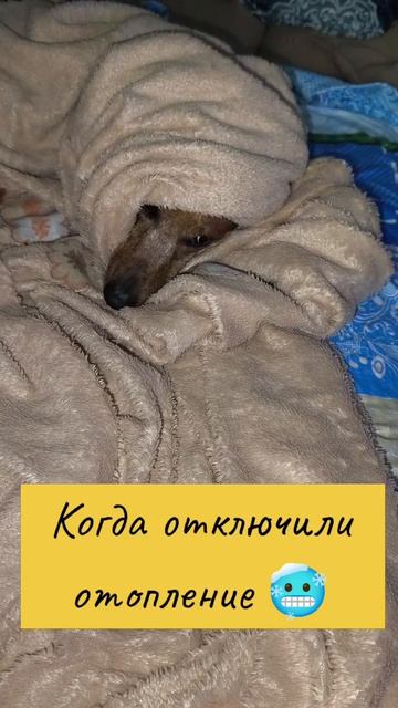 Когда отключили отопление 🥶