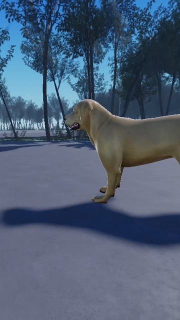 Cat Vs Dog Race