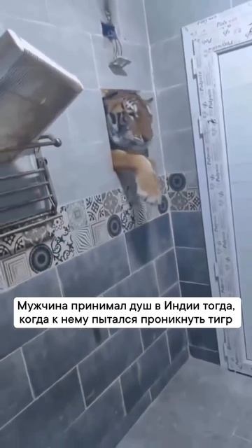 Клип @meowtaverse