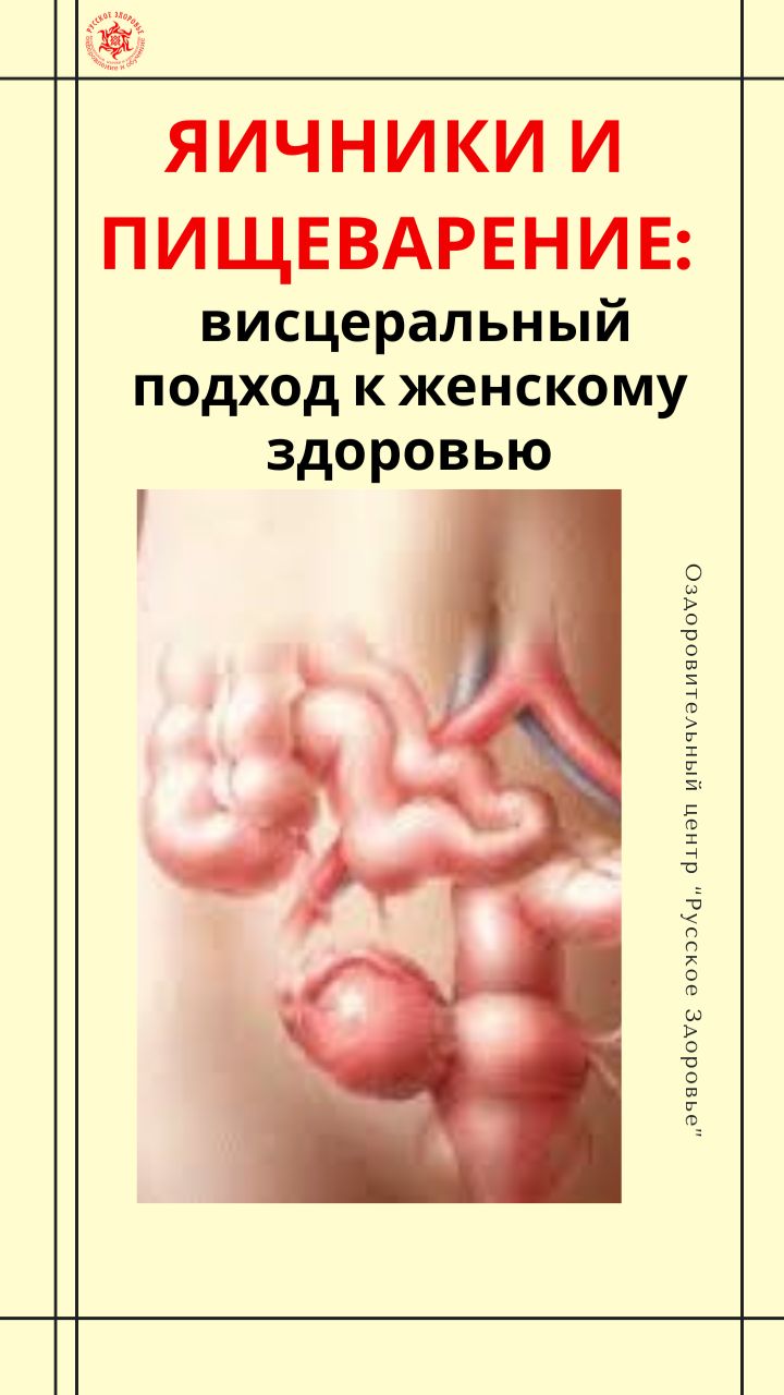 Яичники и пищеварение: висцеральный подход к женскому здоровью