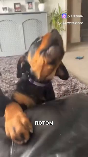 The Rottweiler 🐕(Ротвейлер)