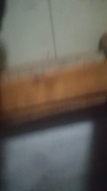 собака захватила мой канал продолжение 2