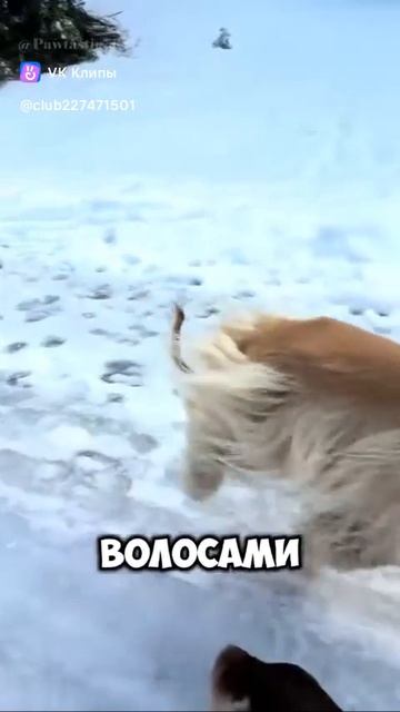 The Fastest Dogs 🦮