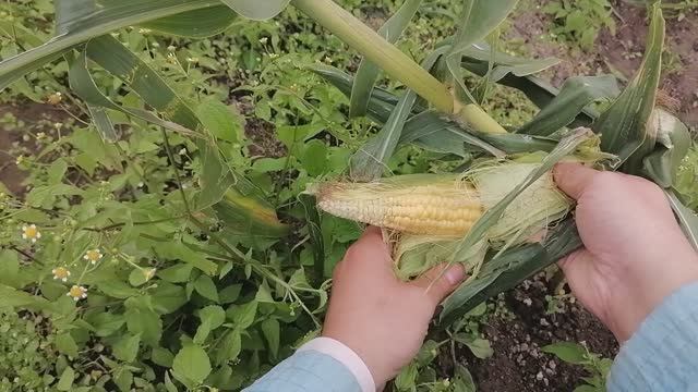Кукурузный урожай