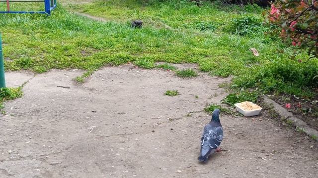 Охотник! Или просто наблюдатель?)🐈⬛🐦🐦