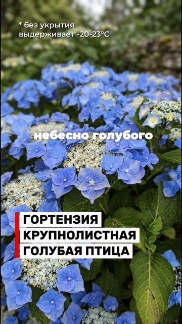 Топ-3 гортензии, которые не боятся сибирских морозов