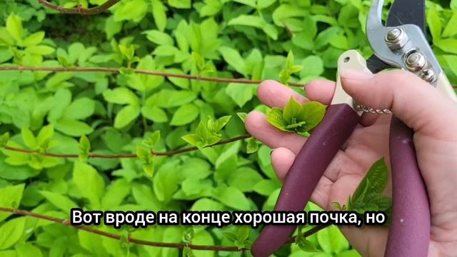 ОБРЕЗКА ГОРТЕНЗИИ В МАЕ, ЧТО ДЕЛАТЬ ЕСЛИ ПРОПУСТИЛИ ВСЕ СРОКИ
