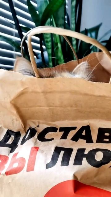 Хвостик залез в пакет. А теперь не может понять: это его новый дом? 😼🛍️🤔