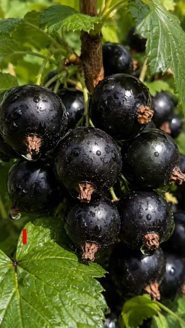 Топ-3 крупноплодных сорта чёрной смородины 🌿 Самые урожайные и сладкие сорта для дачи