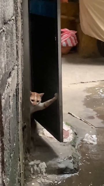Кто тут разорался то?