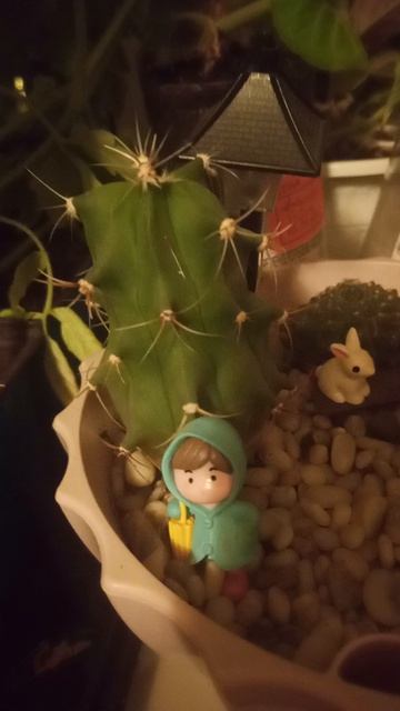Кактусник. Семейка😊