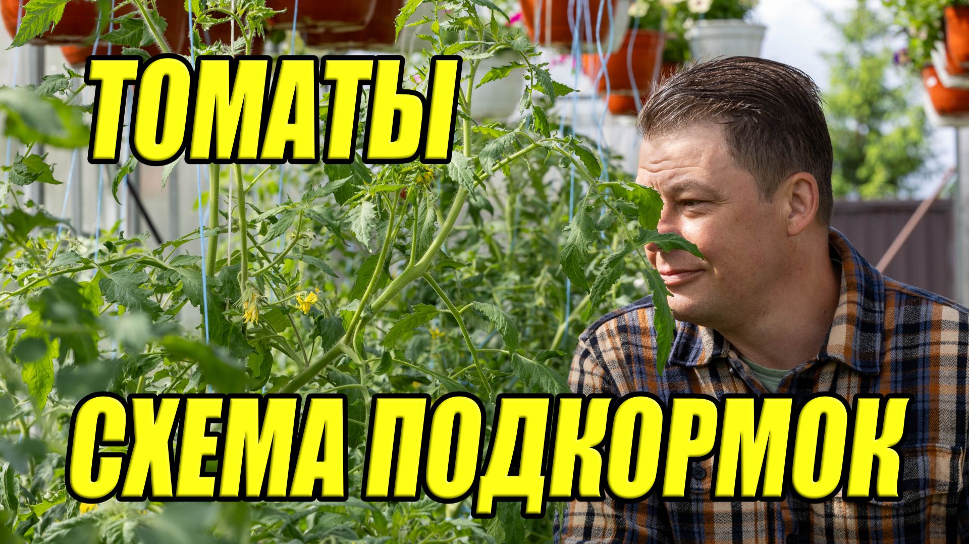 Схема подкормки томатов на базе комплексных минеральных удобрений АКВАРИН ПРОФИ