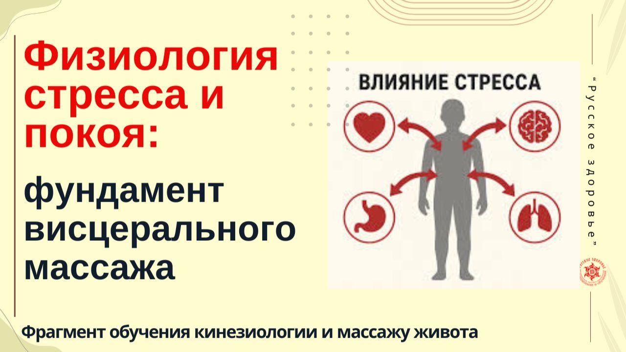 Физиология стресса и покоя: фундамент висцерального массажа. Фрагмент обучения