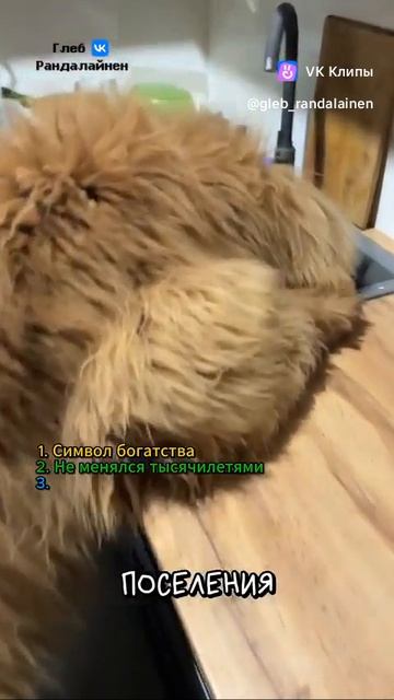 Tibetan Mastiff 🐈( Тибетский мастиф)