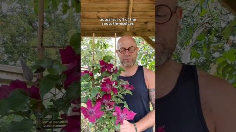 Клематис Нубия 🌸