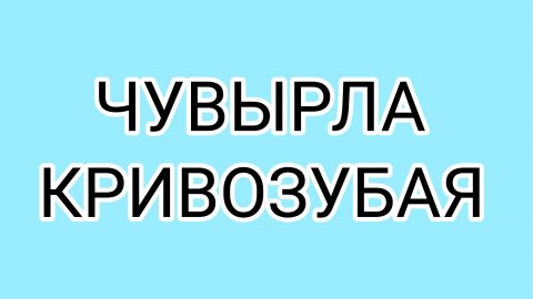 ДОМОСЕР в бешенстве!