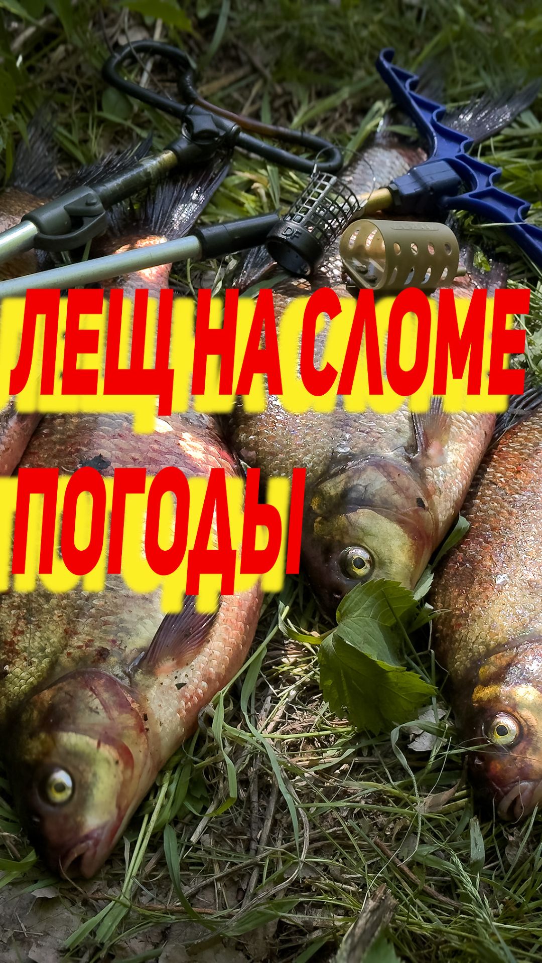 С фидером на сломе погоды. Лещ клевал
