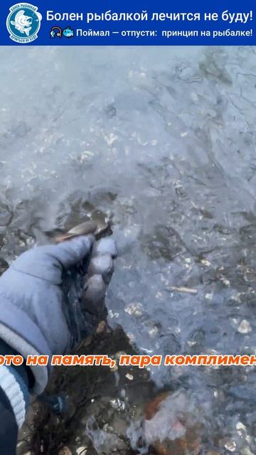 🎣🐟 Поймал — отпусти: мой новый принцип на рыбалке!  #рыбалка  #fishing