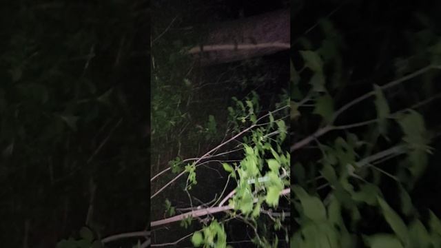 В лесу: снова ёжик 🦔 ко мне подбежал на ночной дорожке! ☺️ Потому что лес студенческий! 😁 И море!