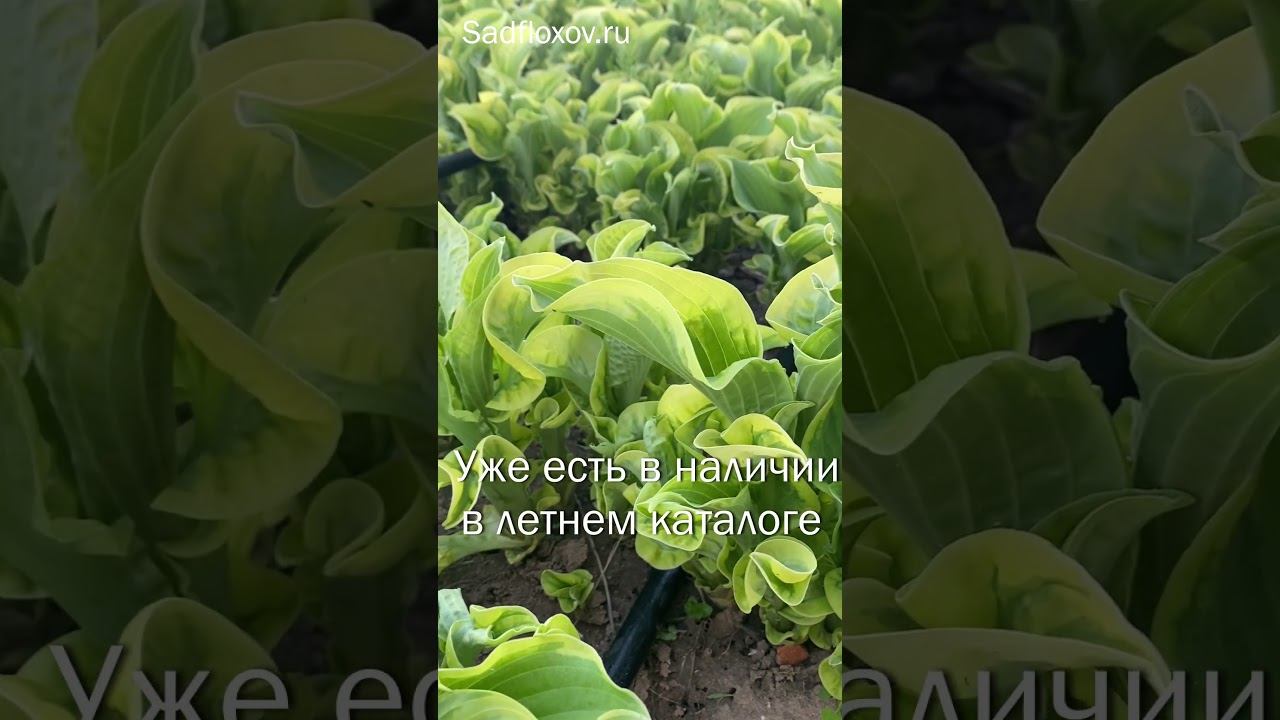 Хоста Wheee C каждым годом все краше