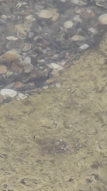 рыбки в море