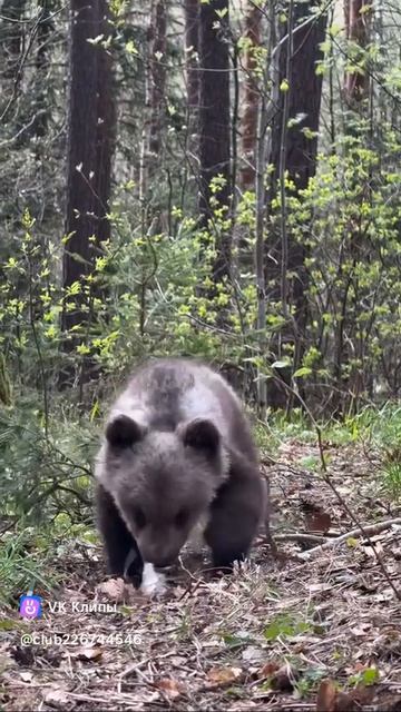 Funny Little Bear 🐻