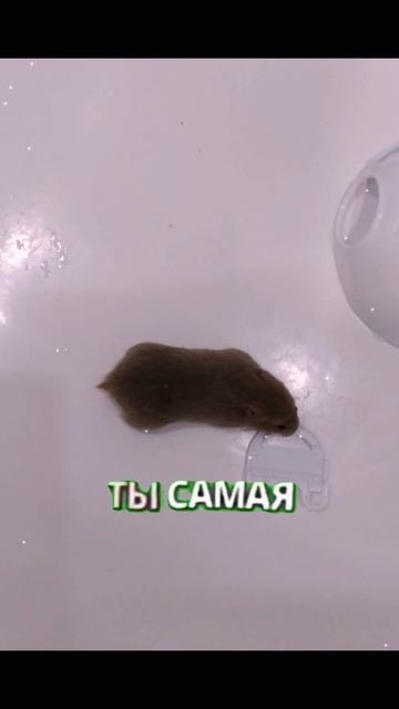 Няшка я тебя ❤️