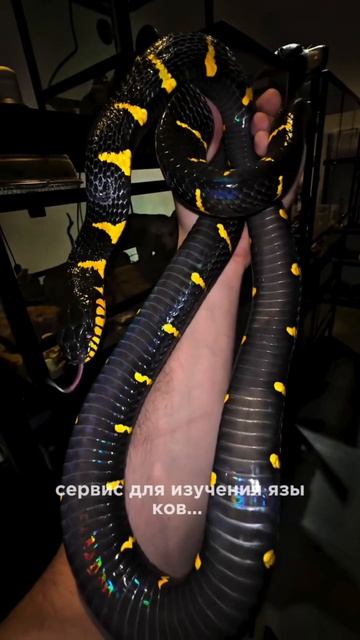 Опасная красота: почему к змеям нужно относиться с осторожностью