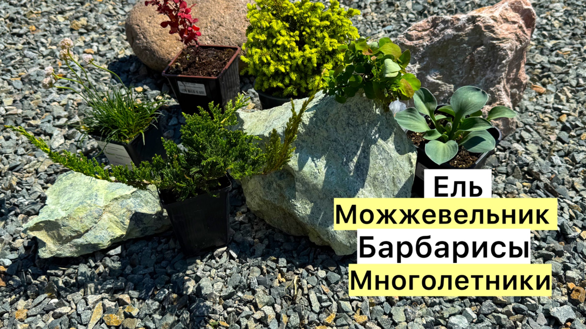 Саженцы из интернет-магазина! Распаковка!