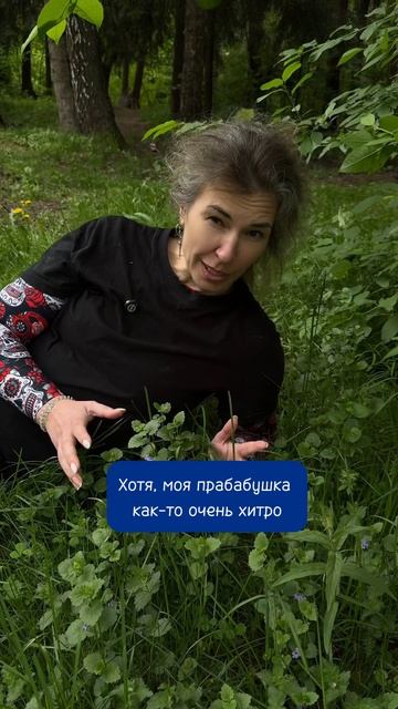 Ведьмина трава #катькать #кошачьямята #будра