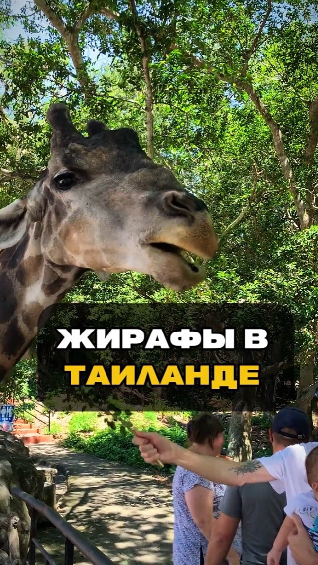 Жирафы в Таиланде 🦒