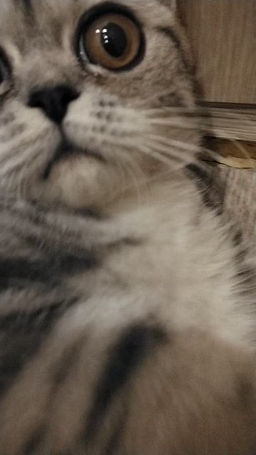 🐱