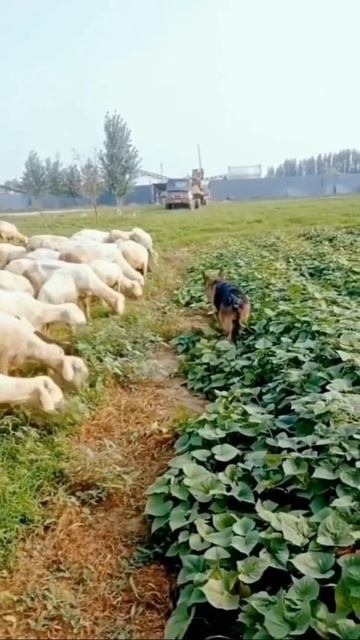 Урожай под надежной защитой😀👍))