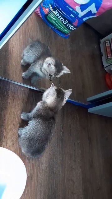 Кошечка увидела себя в зеркале 🤍
