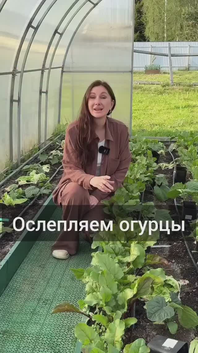 Ослепляем огурцы