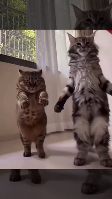 Просто котики