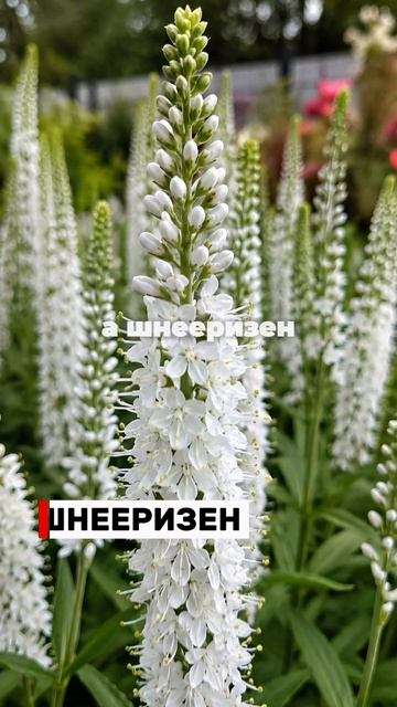 Эти многолетники затмили мои бархатцы 😍