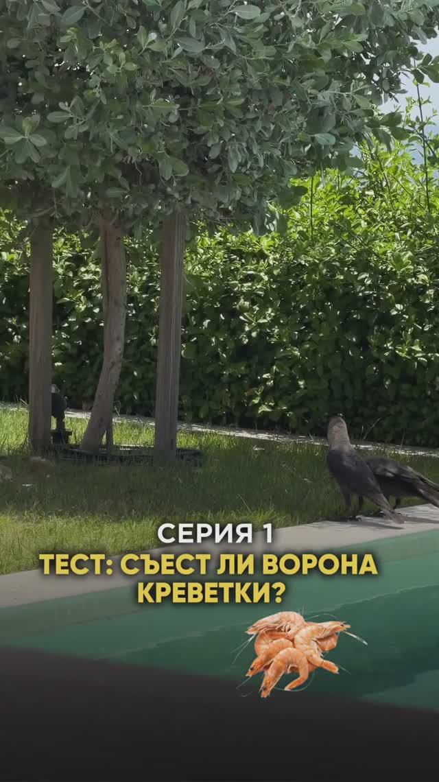 Ворона и Креветки / Серия 1