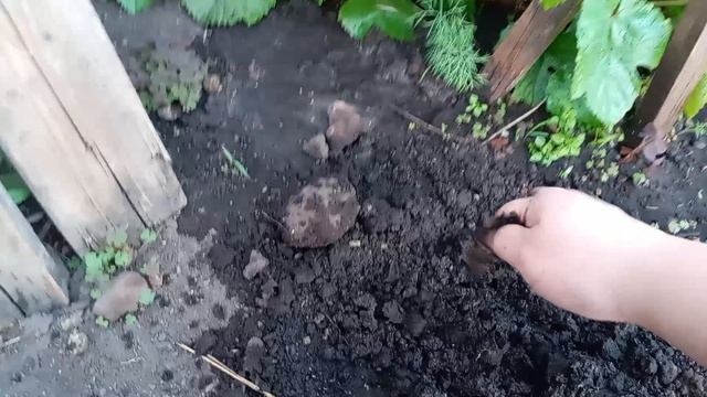 Посев семян подговленых зимой и весной киви и питахайи в открытый грунт