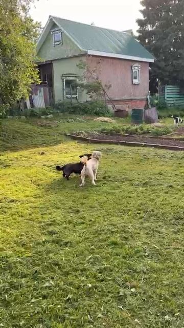 Суперпесикирезвятся🥰))