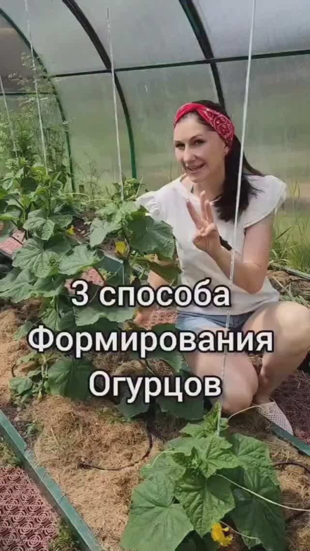 Три способа формирования огурцов