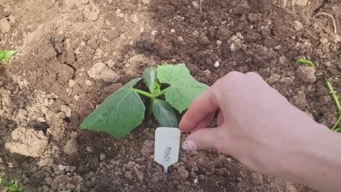 Высаживаю огурцы в теплицу🥒Что положить в лунки для богатого урожая