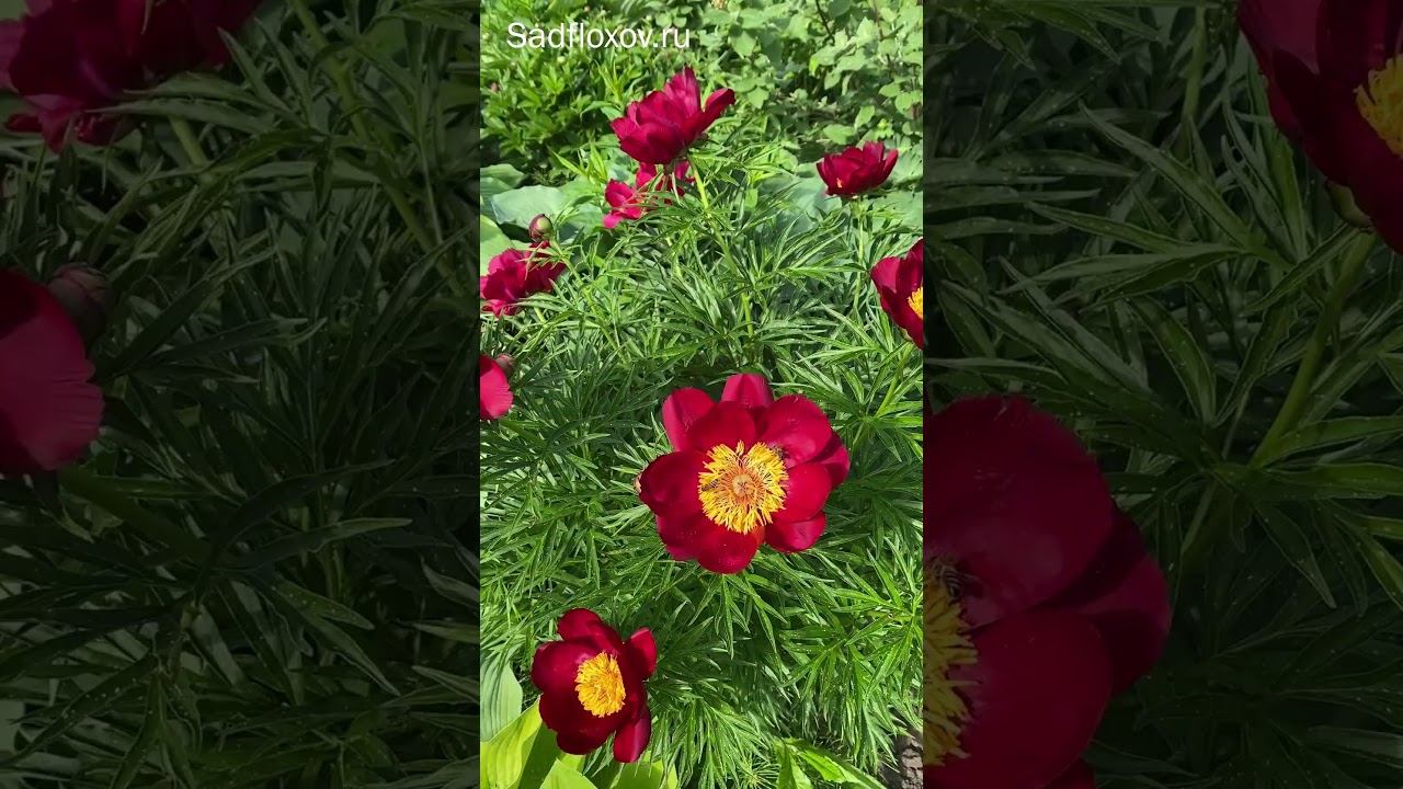 Веселый пион Little Red Gem